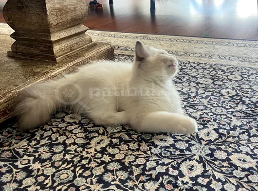 Ragdoll Yavru görsel