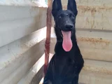 Dişi Belçika Kurdu Yavruları
