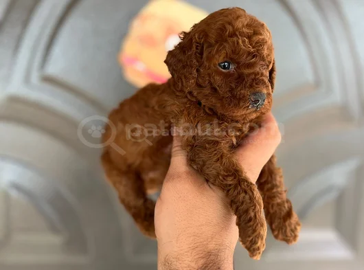 Toy Poddle Yavruları görsel