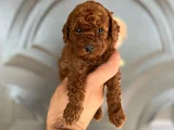 Toy Poddle Yavruları