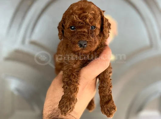 Toy Poddle Yavruları görsel