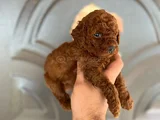 Toy Poddle Yavruları