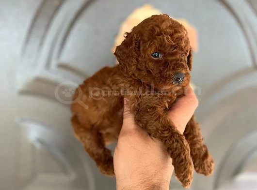 Toy Poddle Yavruları görsel