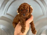 Toy Poddle Yavruları