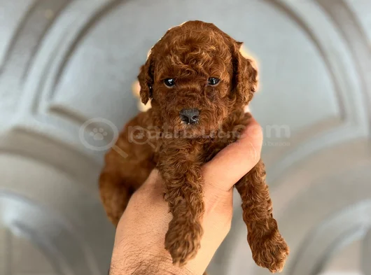 Toy Poddle Yavruları görsel