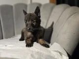 Lekesiz full maske malinois yavrular