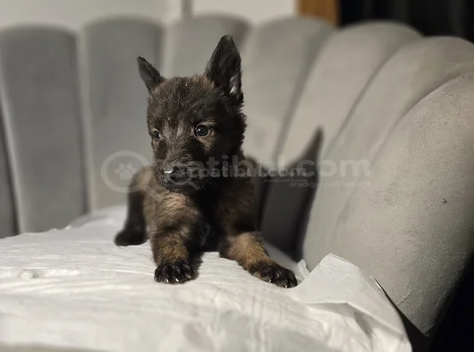Lekesiz Full Maske Malinois Yavrular