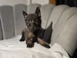 Lekesiz Full Maske Malinois Yavrular