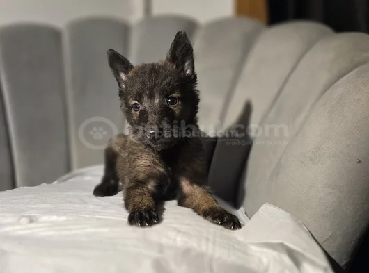Lekesiz Full Maske Malinois Yavrular görsel