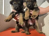 Safkan k9 alman kurdu yavrular