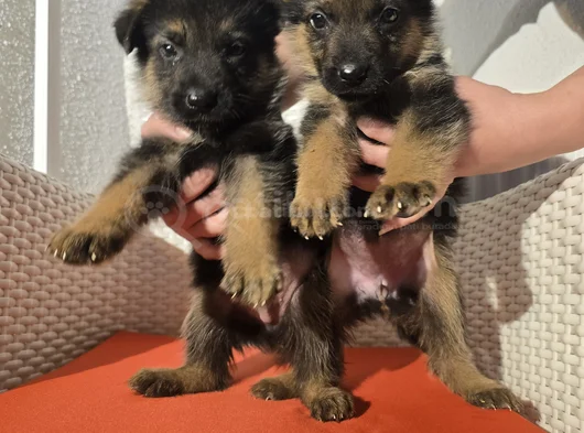 Safkan K9 Alman Kurdu Yavrular