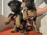 Safkan K9 Alman Kurdu Yavrular