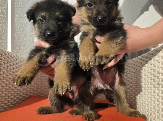 Safkan K9 Alman Kurdu Yavrular görsel