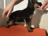 Safkan K9 Alman Kurdu Yavrular