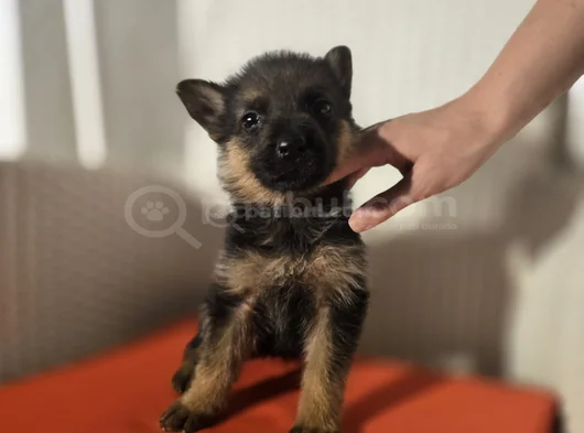Safkan K9 Alman Kurdu Yavrular görsel
