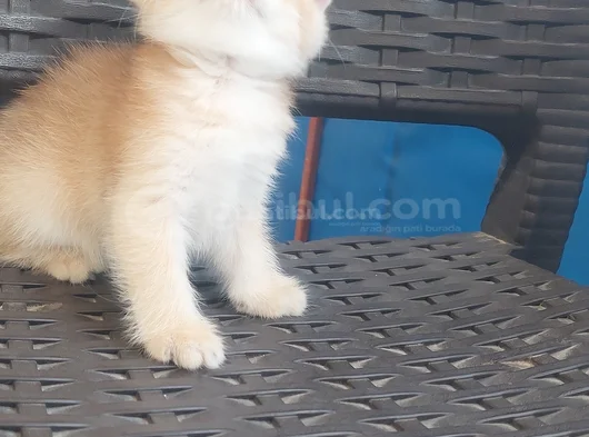 Pamuk Prensesim görsel