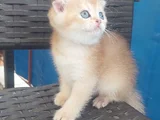Pamuk prensesim