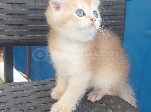 Pamuk Prensesim