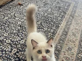 Ragdoll Yavru