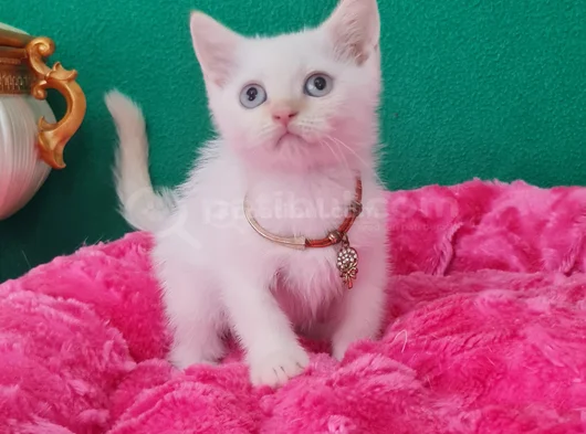 Mavi̇ş Gözlü Redpoi̇nt Bri̇ti̇sh Shorthai̇r Vc Eği̇ti̇mli̇ görsel