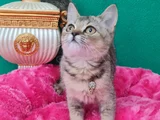 Black Golden Bri̇ti̇sh Shorthai̇r Di̇şi̇ Vc Eği̇ti̇mli̇