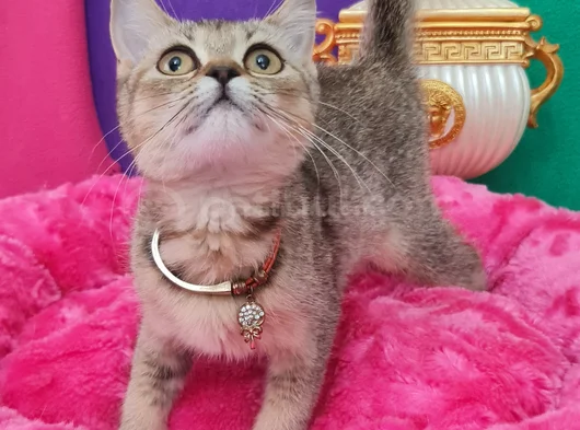 Black Golden Bri̇ti̇sh Shorthai̇r Di̇şi̇ Vc Eği̇ti̇mli̇ görsel