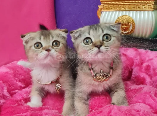 Efsane Black Golden Scotti̇sh Fold Yavrularimiz Si̇zleri̇ Bekli̇
