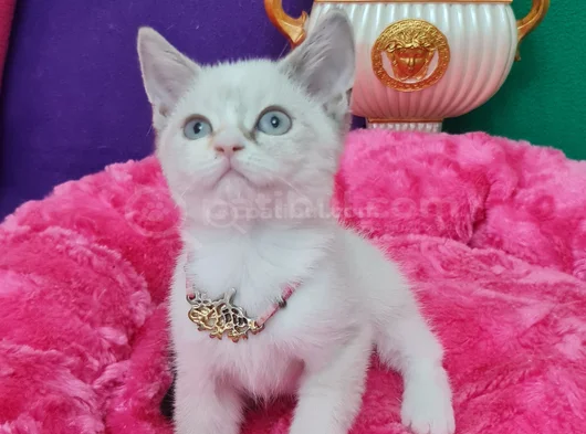 Li̇ngspoi̇nt Bri̇ti̇sh Shorthai̇r Mavi̇ş Gözlü Vc Eği̇ti̇mli̇ görsel