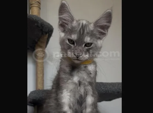 Şampiyon Soy Şecereli Safkan görsel