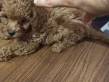 Çok Tatlı Orijinal Toy Poodle Yavrusu