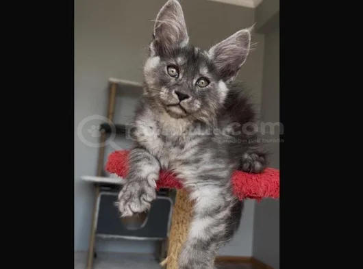 Şampiyon Soy Şecereli Safkan görsel