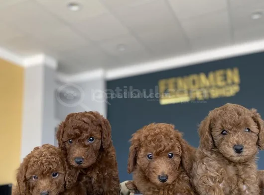 Renk Renk Orji̇nal Toy Poodle Yavrularimiz Güncel Ankara görsel