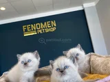 Renk Renk Scottish Fold Ve British Shorthair Yavrulari Ank