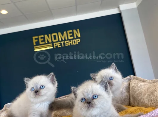 Renk Renk Scottish Fold Ve British Shorthair Yavrulari Ank görsel