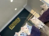 Renk Renk Scottish Fold Ve British Shorthair Yavrulari Ank