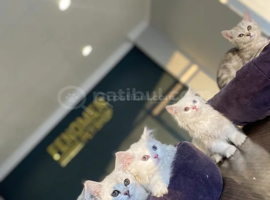 Renk Renk Scottish Fold Ve British Shorthair Yavrulari Ank görsel