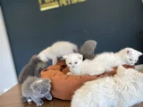 Renk Renk Scottish Fold Ve British Shorthair Yavrulari Ank