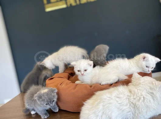 Renk Renk Scottish Fold Ve British Shorthair Yavrulari Ank görsel