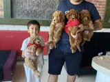 Renk Renk Orji̇nal Toy Poodle Yavrularimiz Güncel Ankara