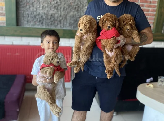 Renk Renk Orji̇nal Toy Poodle Yavrularimiz Güncel Ankara görsel
