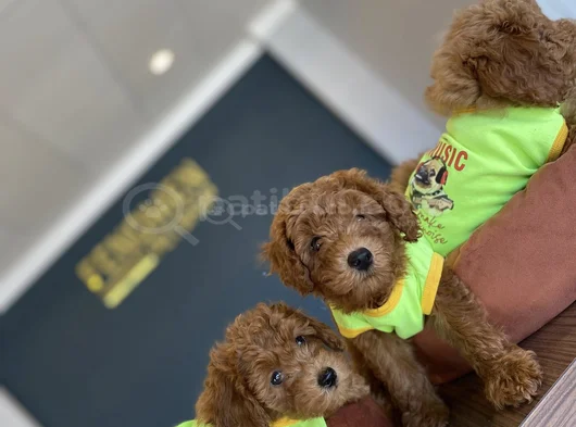 Renk Renk Orji̇nal Toy Poodle Yavrularimiz Güncel Ankara görsel
