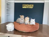 10 Adet Orji̇nal British Shorthair Yavrularimiz Hazir Ankara