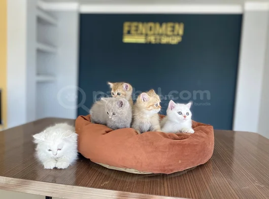 10 Adet Orji̇nal British Shorthair Yavrularimiz Hazir Ankara görsel