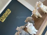 10 Adet Orji̇nal British Shorthair Yavrularimiz Hazir Ankara