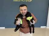 Renk Renk Orji̇nal Toy Poodle Yavrularimiz Güncel Ankara