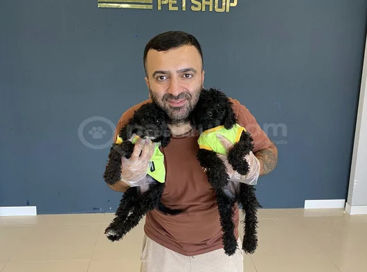 Renk Renk Orji̇nal Toy Poodle Yavrularimiz Güncel Ankara görsel