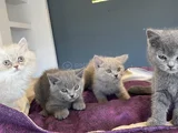 10 Adet Orji̇nal British Shorthair Yavrularimiz Hazir Ankara