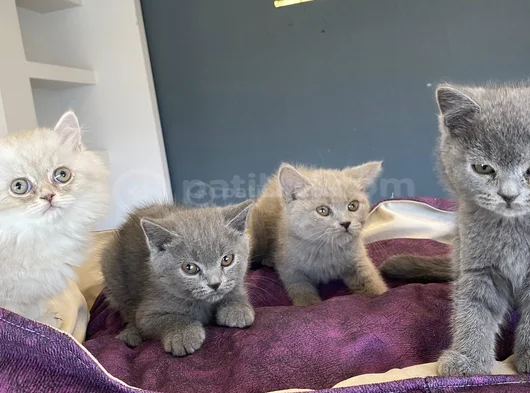 10 Adet Orji̇nal British Shorthair Yavrularimiz Hazir Ankara görsel