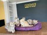 Renk Renk Scottish Fold Ve British Shorthair Yavrulari Ank