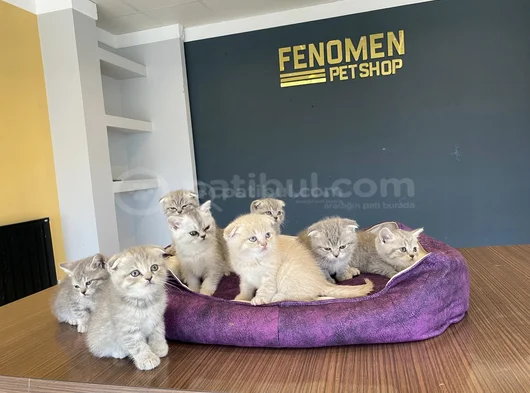 Renk Renk Scottish Fold Ve British Shorthair Yavrulari Ank görsel